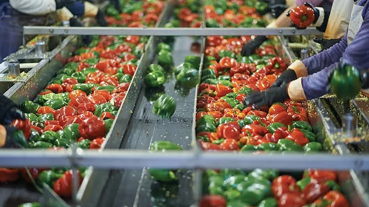 Produce moving through a processing line