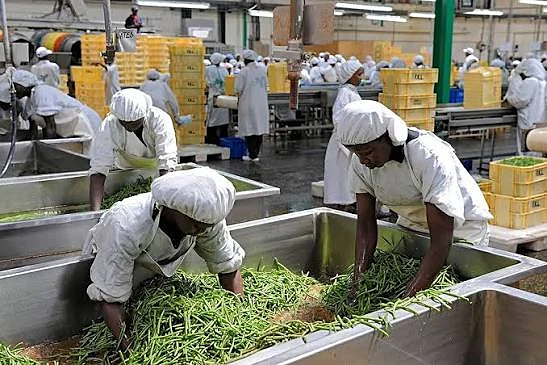 Packing operations at harvest peak